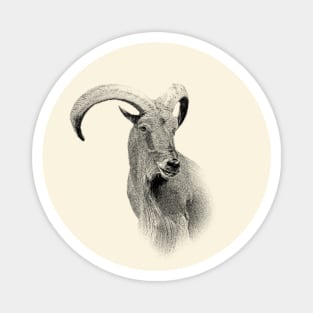 Barbary sheep Magnet